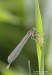 Šidélko páskované (Vážky), Coenagrion puella (Odonata)